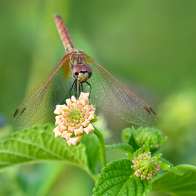 Libelle/11586440