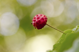 Herbstliches Früchtchen - Asiatischer Hartriegel/11590556