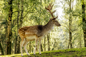 Hirsch auf Waldlichtung im Gegenlicht/11598742