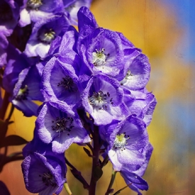 Aconitum/11608475