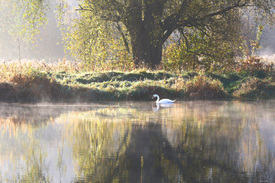 Der Schwan heute Morgen/11612729