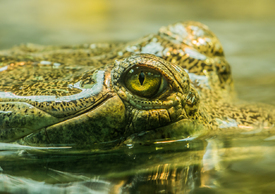 Reptil on the Water/11615617