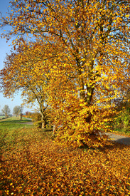 Goldener Herbst/11618539
