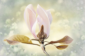 Magnolienblüte mit Textur/11642092