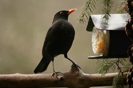 Amsel am Futterplatz/11660948