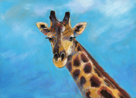 Giraffe/11661138