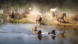 Pferde im Wasser/11677792