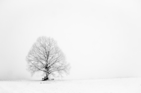 Baum im Winter/11678564