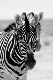 Aufmerksame Zebras/11685958