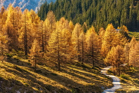 Herbst im Nationalpark Berchtesgaden/11690020