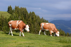 .. auf der Alm ../11714952