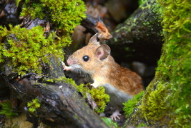 Feld-Wald-Wiesen-Maus/11767100