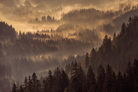 Schwarzwald im Licht und Nebel/11791514