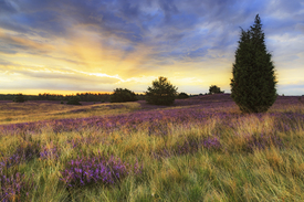 Sonnenaufgang in der Lüneburger Heide/11802604