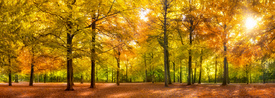 Wald Panorama im Herbst/11808502