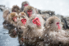 Japanische Schneeaffen beim Baden/11816403