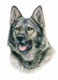 Grauer Schäferhund Portrait/11890093
