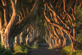 Irland - The Dark Hedges Sunrise/11926841