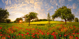 Mohn in Obstbaumwiese bei Sonnenuntergang/11965865