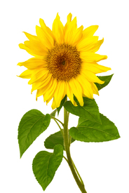Scöne Sonnenblume auf weiß/12171463