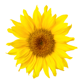 Wunderschöne Sonnenblume auf weiß/12171467