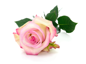 Beautiful pink rose on white/12190993