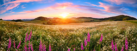 Panorama einer Blumenwiese bei Sonnenuntergang/12241055