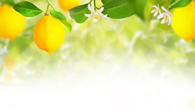 Zitronenplantage/12404535