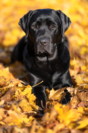 Labrador Retriever/12541382