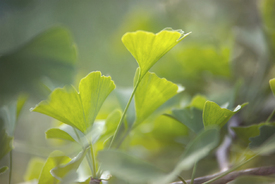 Gingko Biloba/12730051