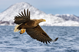 Seeadler in Nordnorwegen/12797538