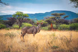Namibia Kudu in der Savanne/12804158