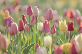 Frühblüher Tulpen Garten bunte Vielfalt /12805579