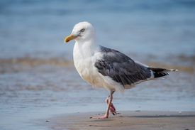 Strand Läufer Silbermoewe/12806377