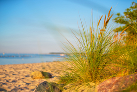 Strandhafer im Sonnenuntergang/12806596