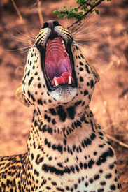 Namibia Leopard beim Gähnen/12811067