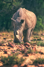 Namibia Rhino beim Morgenspaziergang/12811070
