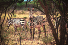 Namibia Zebras im Gestrüpp/12811071