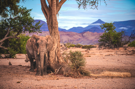 Namibia Damaraland Wüstenelefant Posiert/12811077