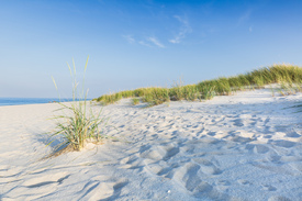 Stranddünen auf der Insel Sylt/12813314