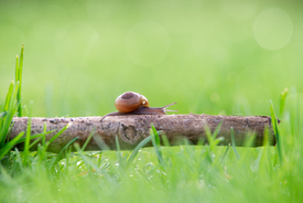 Langstrecke Schnecke auf einem Ast/12817228