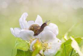 Apfelblüte mit Schnecken Besuch/12817229