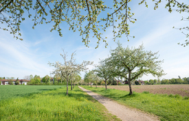 Apfelbaum-Allee im Frühling/12818286