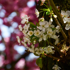 Kirschblüten rosa-weiß/12818430