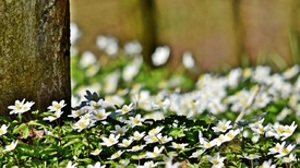 Frühling im Wald/12819078