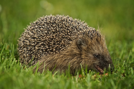 Igel/10508581