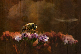 A Bee/10532553
