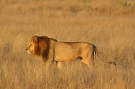 Löwe - Botswana II/10631520