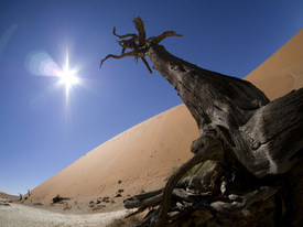 Nambia Death Vlei/11346260