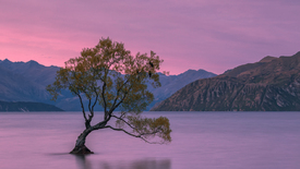 Lone Tree Sunset/11360898